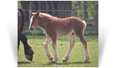 ~Northern Lights Rodimis Prime~ '20 Silver Bay Colt by Northern Lights Optimus Prime - WI